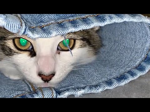 UNUSUAL MEMES COMPILATION V221