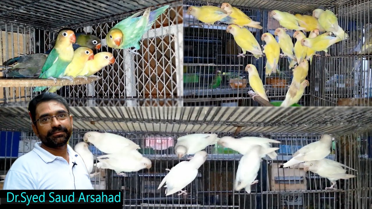 Lovebirds & Fishri Mutation Working & Breeding Progress Part 2
