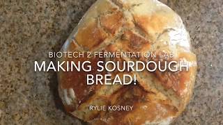 Biotech II Fermentation Lab // Making Sourdough Bread!