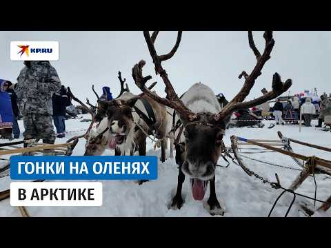 Гонки на оленях на Таймыре