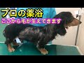 【犬の薬用シャンプーのやり方】脱毛、ベタベタ、臭いが改善。動物病院の薬浴を徹底紹介。