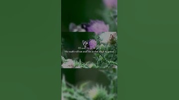 Surat Al Masad سورة المسد quranic insights