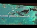 River Safari Feeding Session - Mekong Giant Catfish and Giant Freshwater Stingray