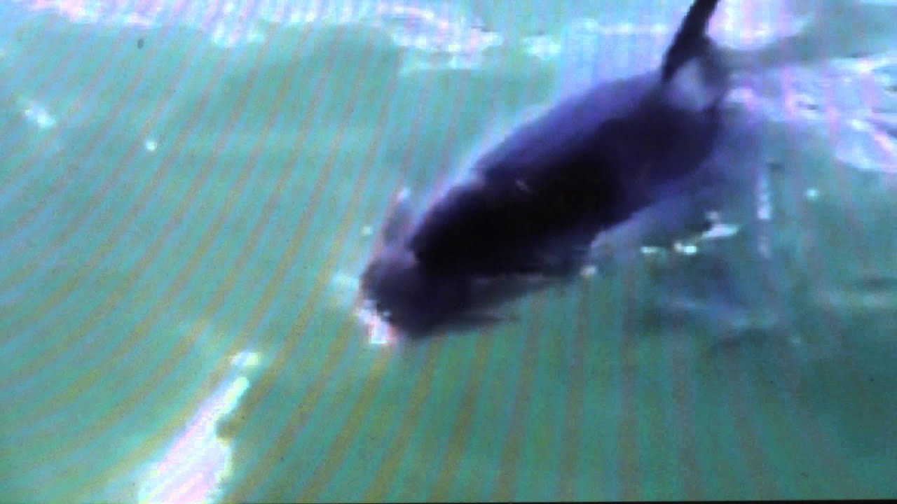 Man catch killer whale on fishing trip YouTube