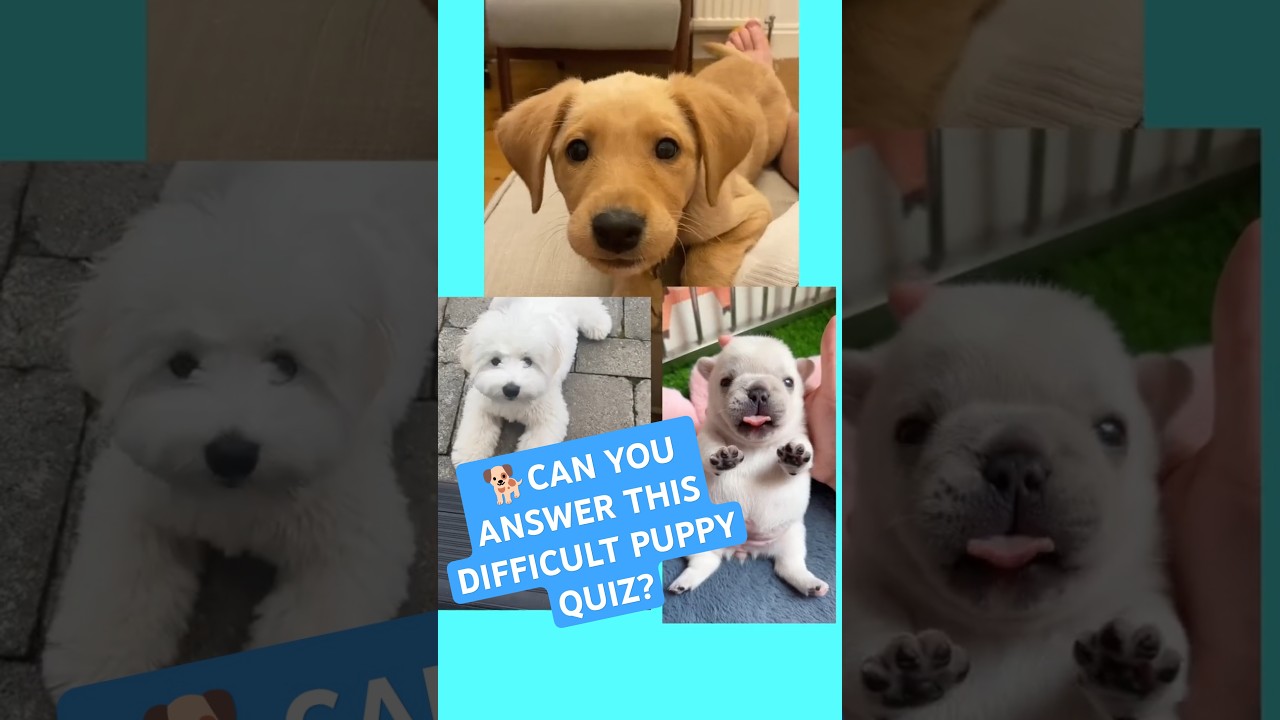 🐩Can you answer this challenging puppy quiz? 