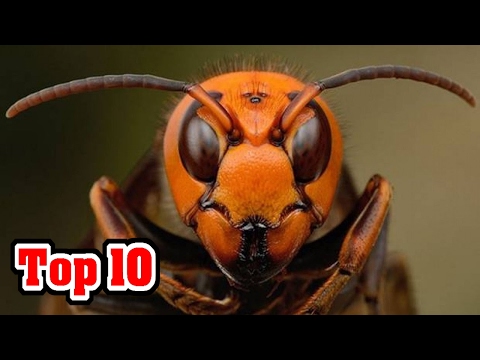 Top 10 MOST INVASIVE Species Caused By Man