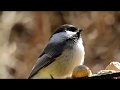 Hungry chickadee birds