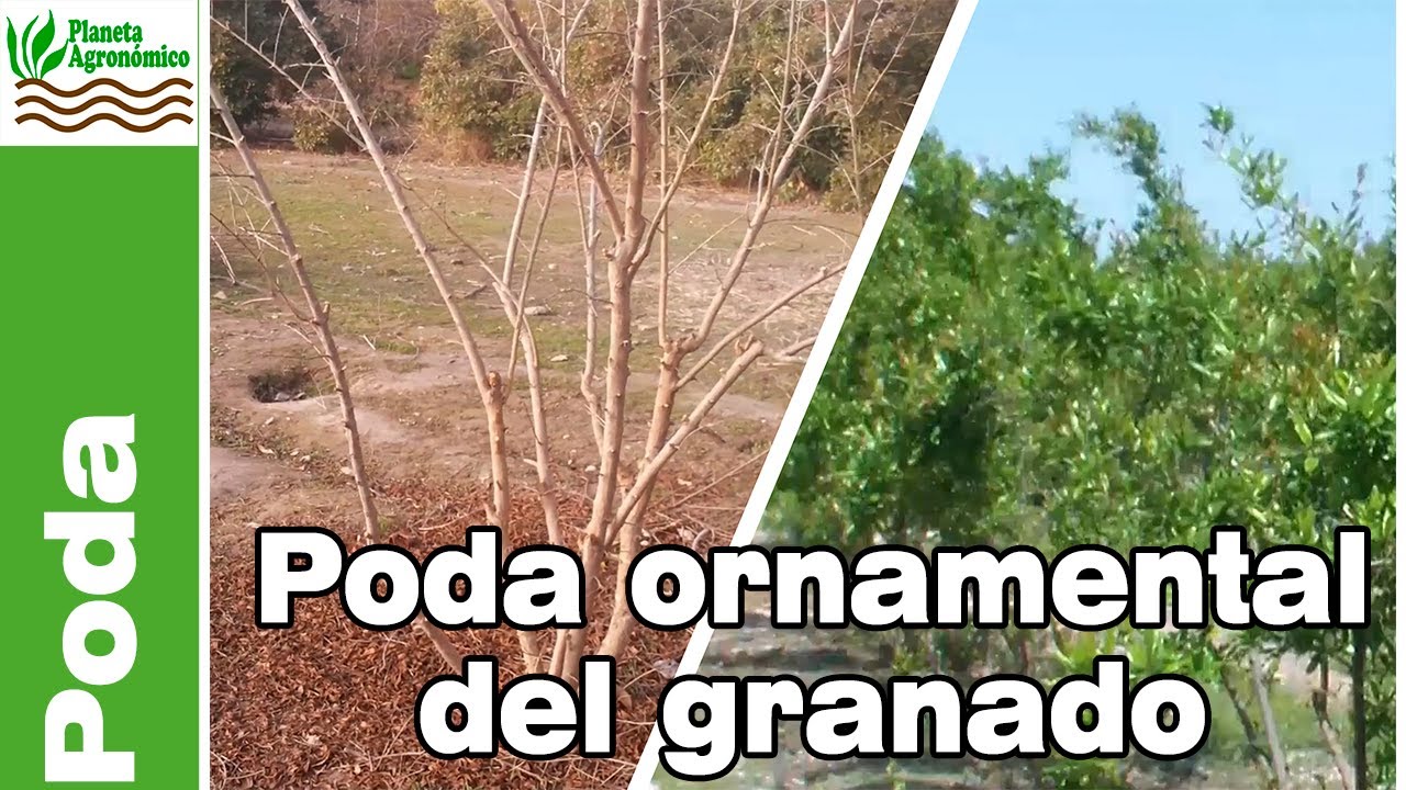 Cómo podar un granado 🍃✨ enfoque ornamental y resultados sorprendentes 🌿