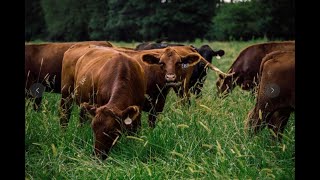 Intro to Adaptive Grazing  Part 2: Principles & Practices of Adaptive Grazing w/ Dr. Allen Williams