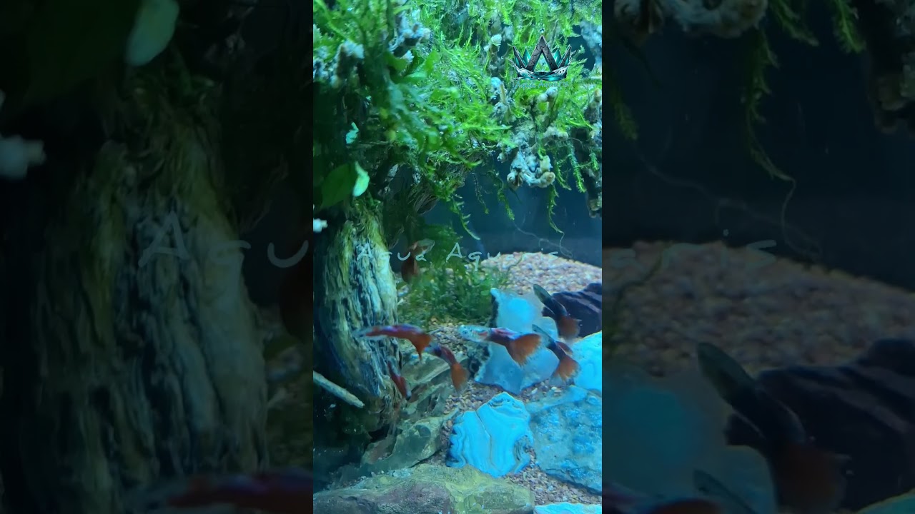 WATCH:Extended Orange Tuxedo Guppy | Unique Tail 19