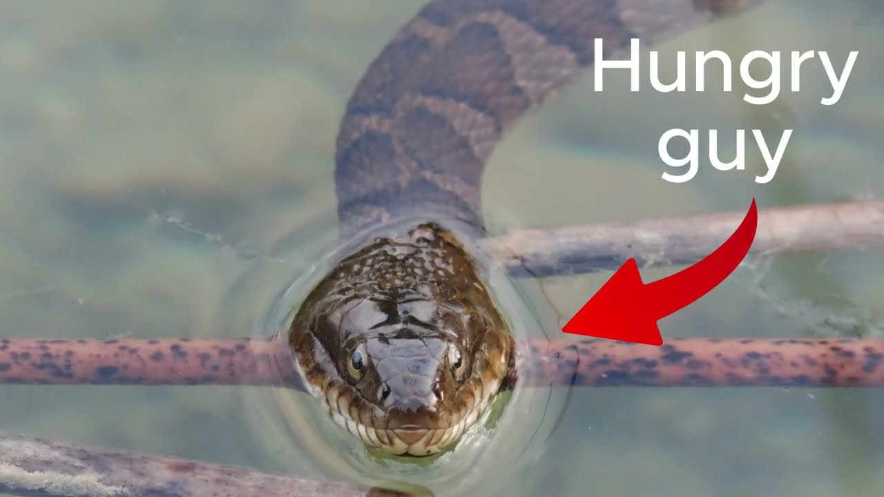 School Invasive Species Project