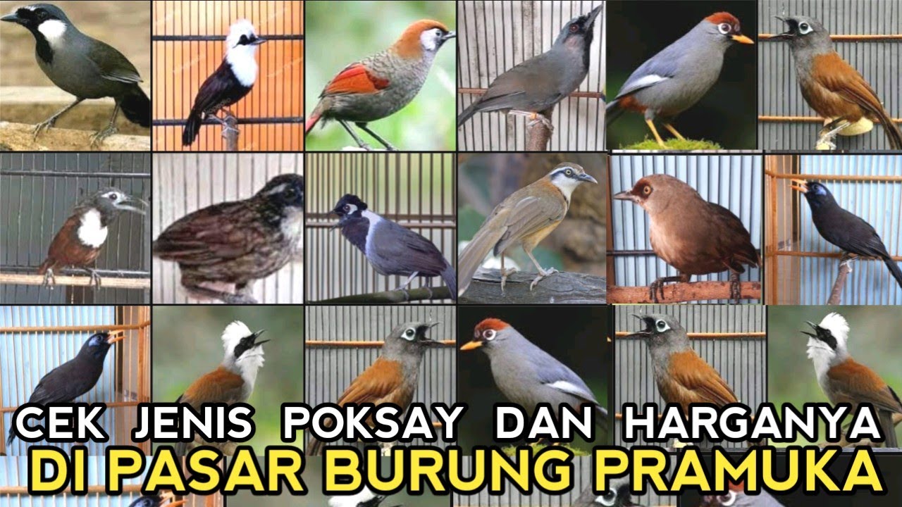 MULAI DARI 50 RIBUAN!! UPDATE JENIS BURUNG POKSAY DAN HARGANYA MULAI DI PASAR BURUNG PRAMUKA