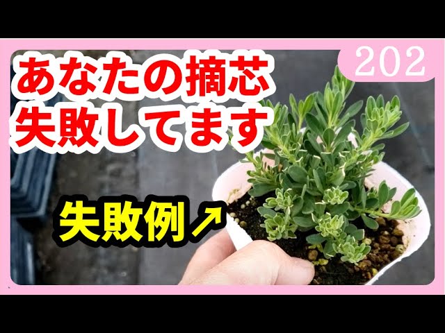 花の育て方 摘芯 ピンチの失敗しない注意ポイント 園芸 ガーデニング 初心者 ｂｙ園芸チャンネル 2 Youtube