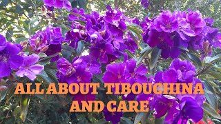 Tibouchina Plant Care Tips