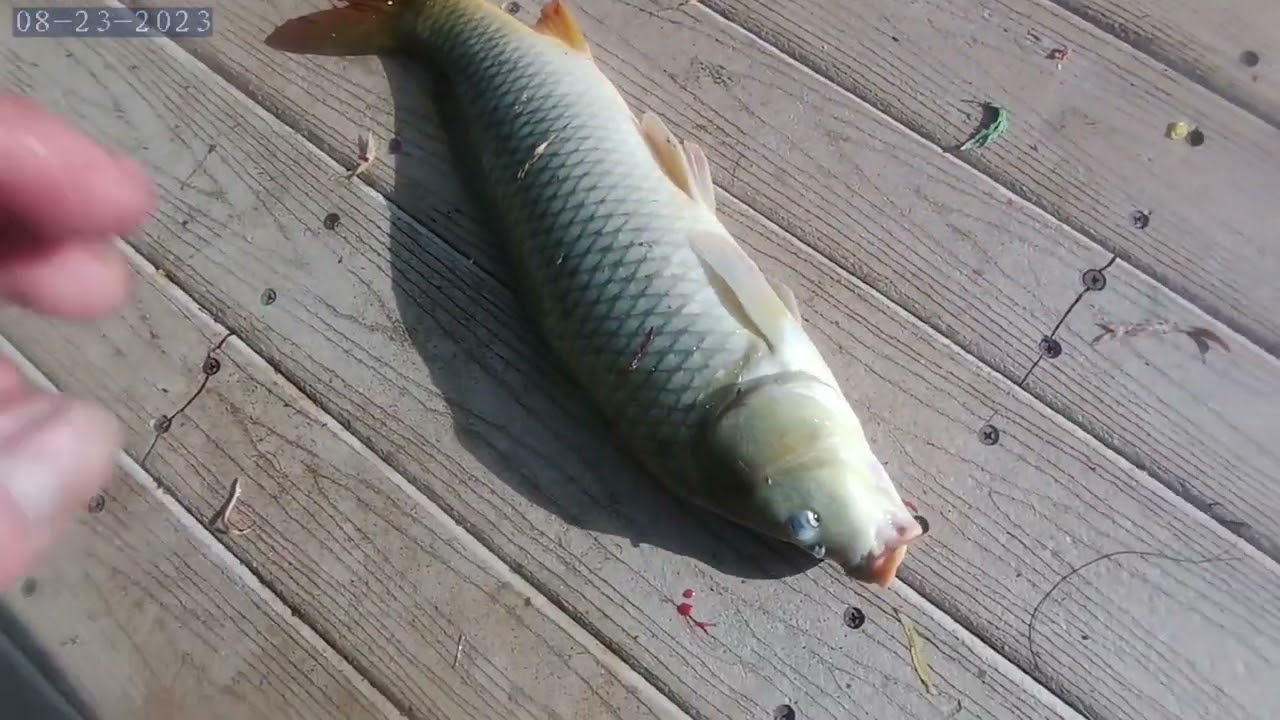 Pesca de carpa en espada Park de San Antonio tx...