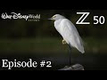 Nikon Z50 • WDW Photography #2 Birds of Bay Lake & Much More