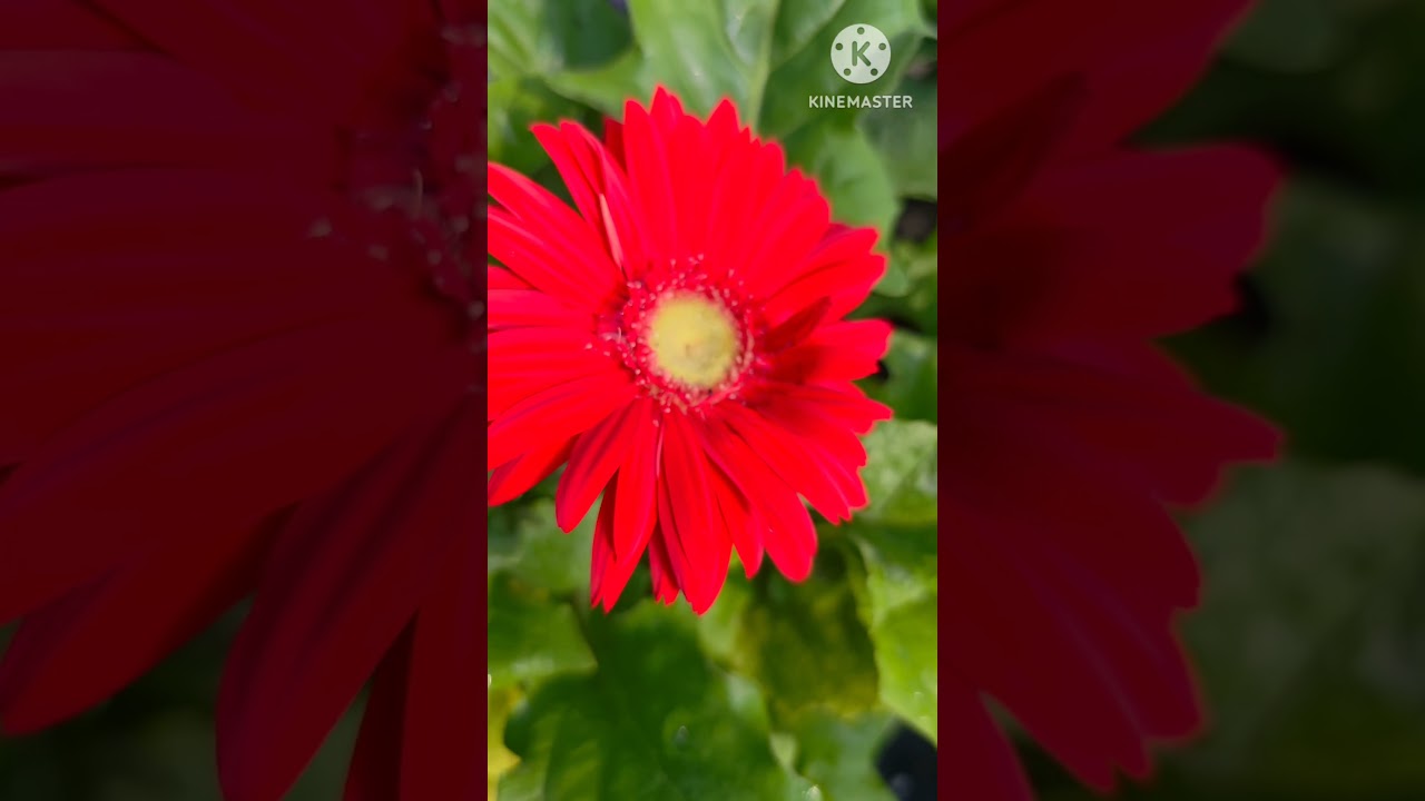 vibrant red Gerbera daisy / beautiful natural flowers  