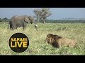 safariLIVE - Sunset Safari - July 30, 2018