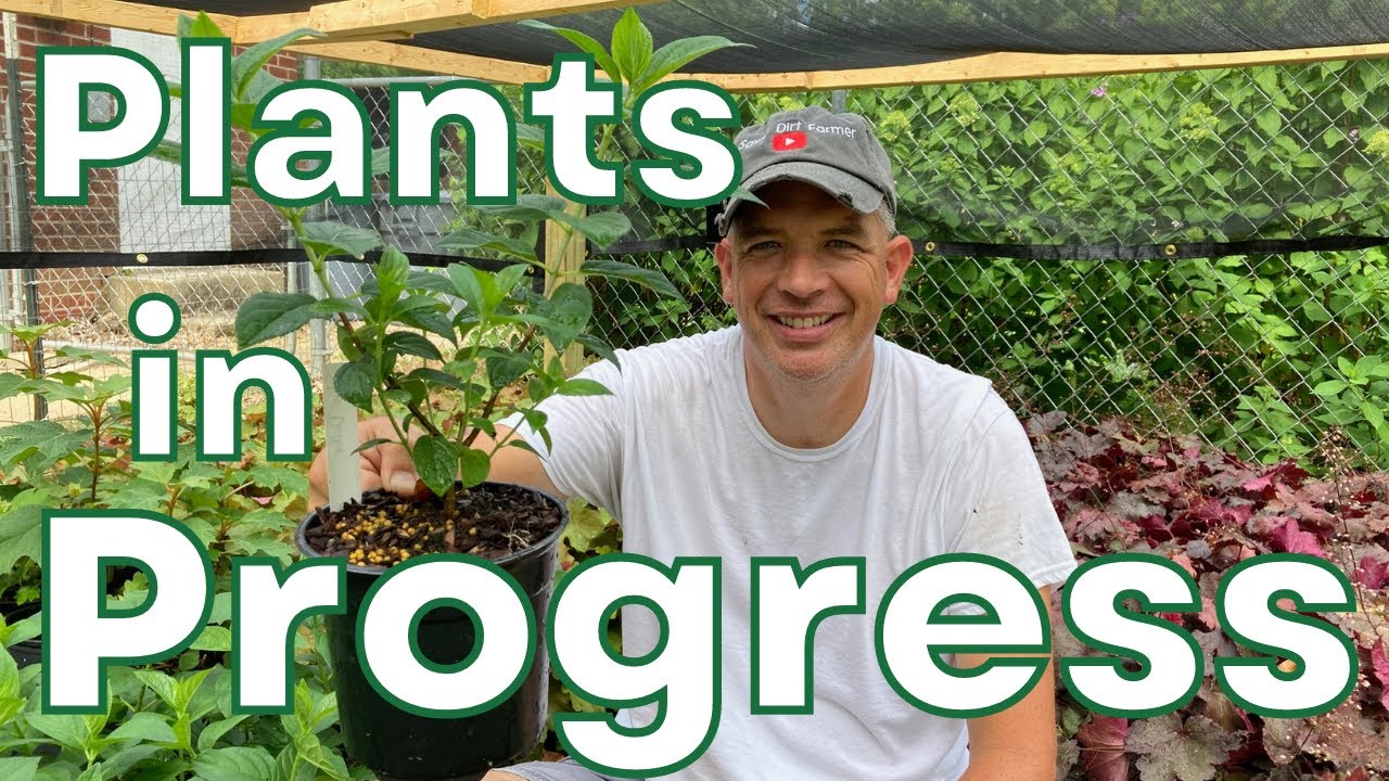 Propagation updates, Hydrangea cuttings, Dealing with summer heat problems