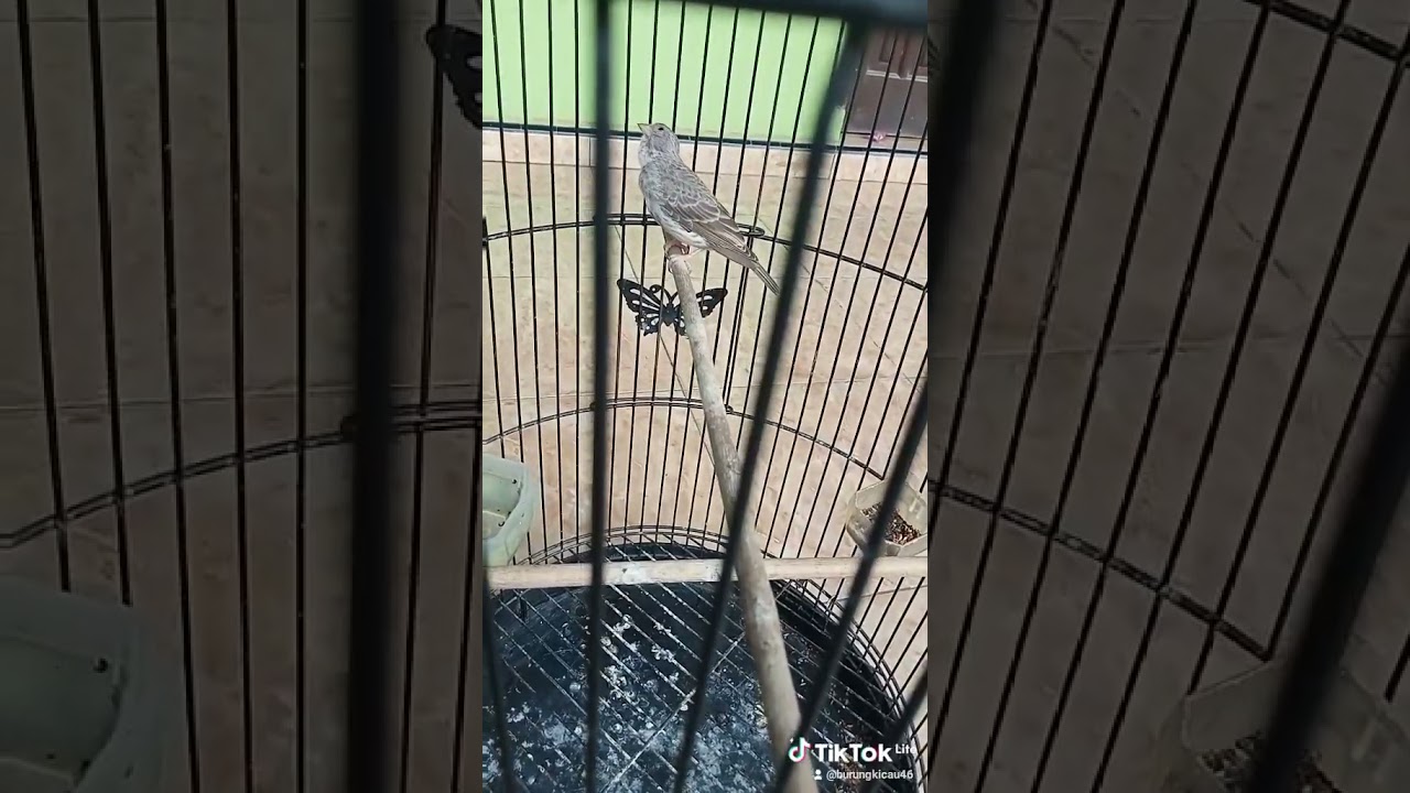 pancingan sanger malas bunyi