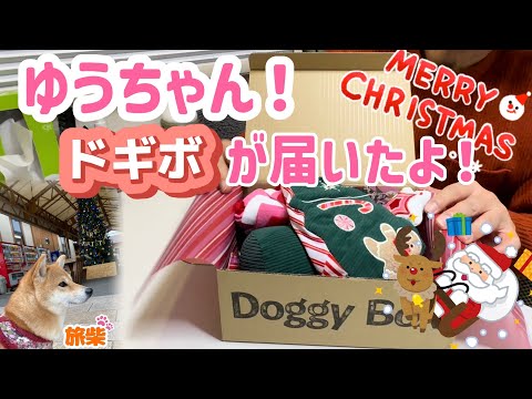 【キャンピングカーで柴犬と行く】アウトレットと道の駅 feat.Doggy Box