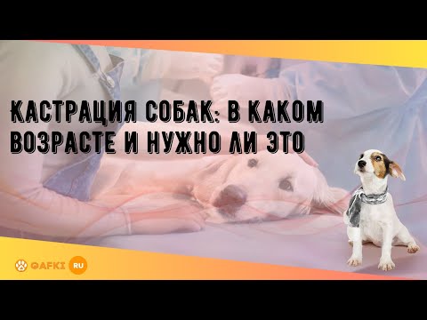 Кастрация собак: в каком возрасте и нужно ли это