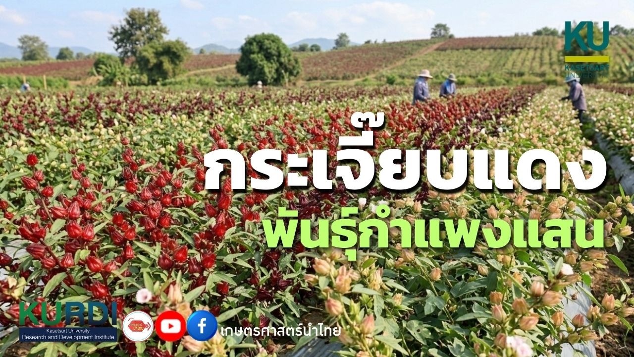 กระเจี๊ยบแดง พันธุ์กำแพงแสน
