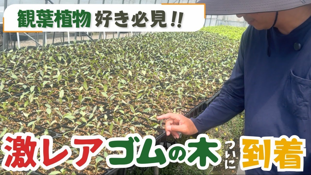 激レアゴムの木ついに到着【観葉植物】