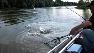 pêche du mulet de mer en Loire
