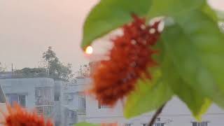 বানর ব্রাশ লতা/Monkey Brush Vine !