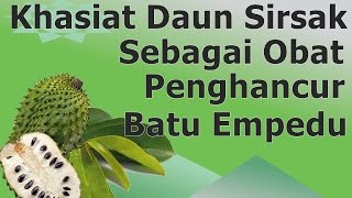 MANFAAT & CARA MENGOLAH DAUN SURUAN  UNTUK OBAT HERBAL | ASAM URAT JERAWAT  REMATIK