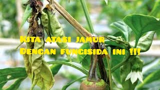 Cara Membasmi Jamur Fethofora Atau Busuk Batang Pada Cabe