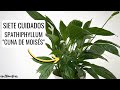 SIETE CUIDADOS PARA ESPATIFILO, CUNA DE MOISÉS o SPATHIPHYLLUM (el lirio de la paz) || en20metros