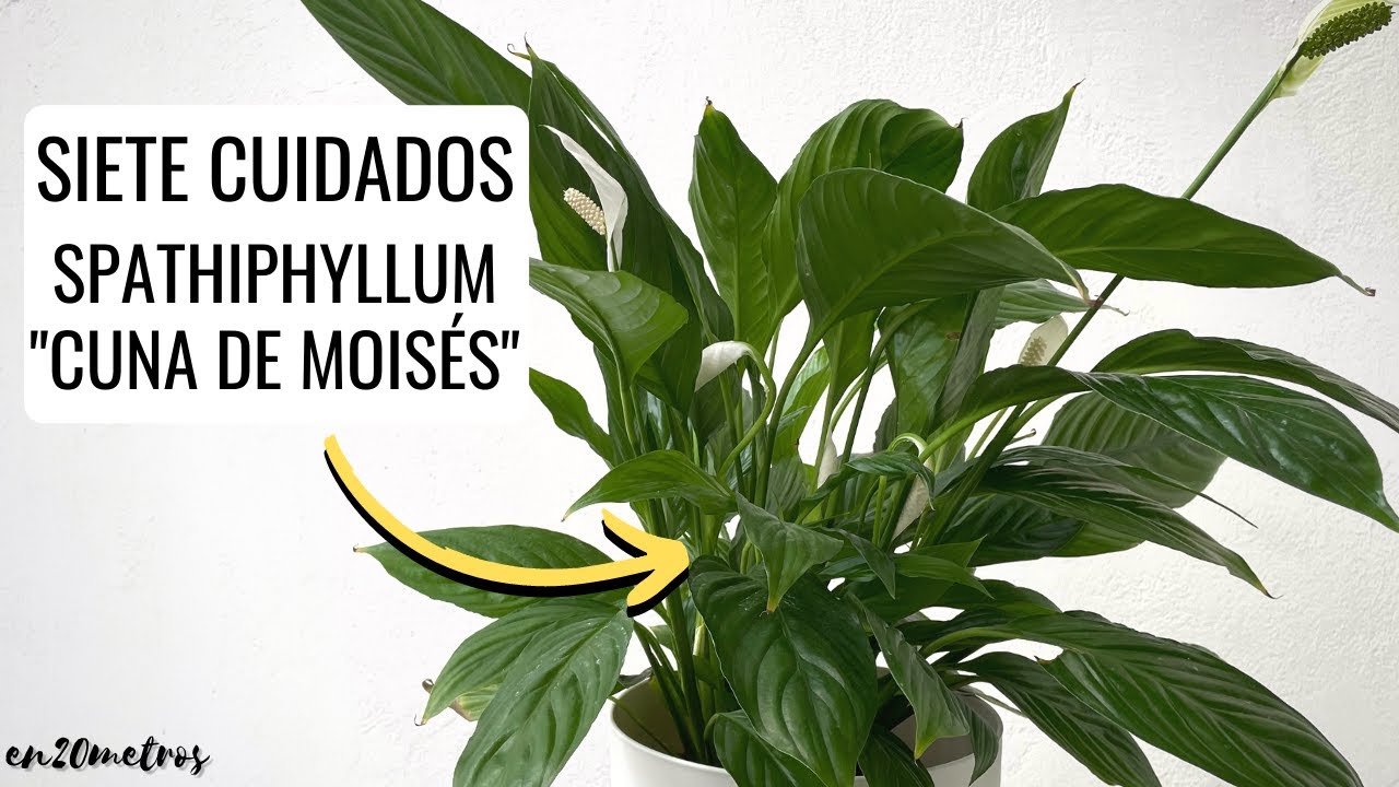 SIETE CUIDADOS PARA ESPATIFILO, CUNA DE MOISÉS o SPATHIPHYLLUM (el lirio de la paz) || en20metros