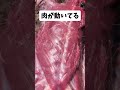 活きがいい。生きてないけど。 詩花羽なぬの #vtuber