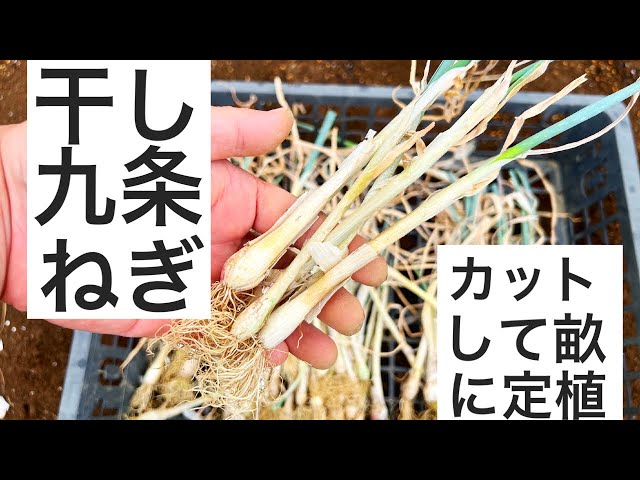 Planting Kujo Negi Green Onion Sets | Trimming leaves and roots