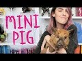 COMO É TER UM MINIPIG! - Karen Bachini