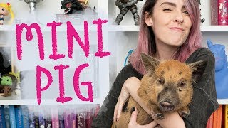 COMO É TER UM MINIPIG! - Karen Bachini