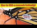 Monarch Butterfly Tagging Quiz