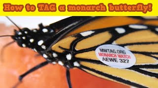 4 easy steps for tagging a monarch butterfly by Science Up with the Singing Zoologist 2,797 views 2 years ago 2 minutes, 59 seconds