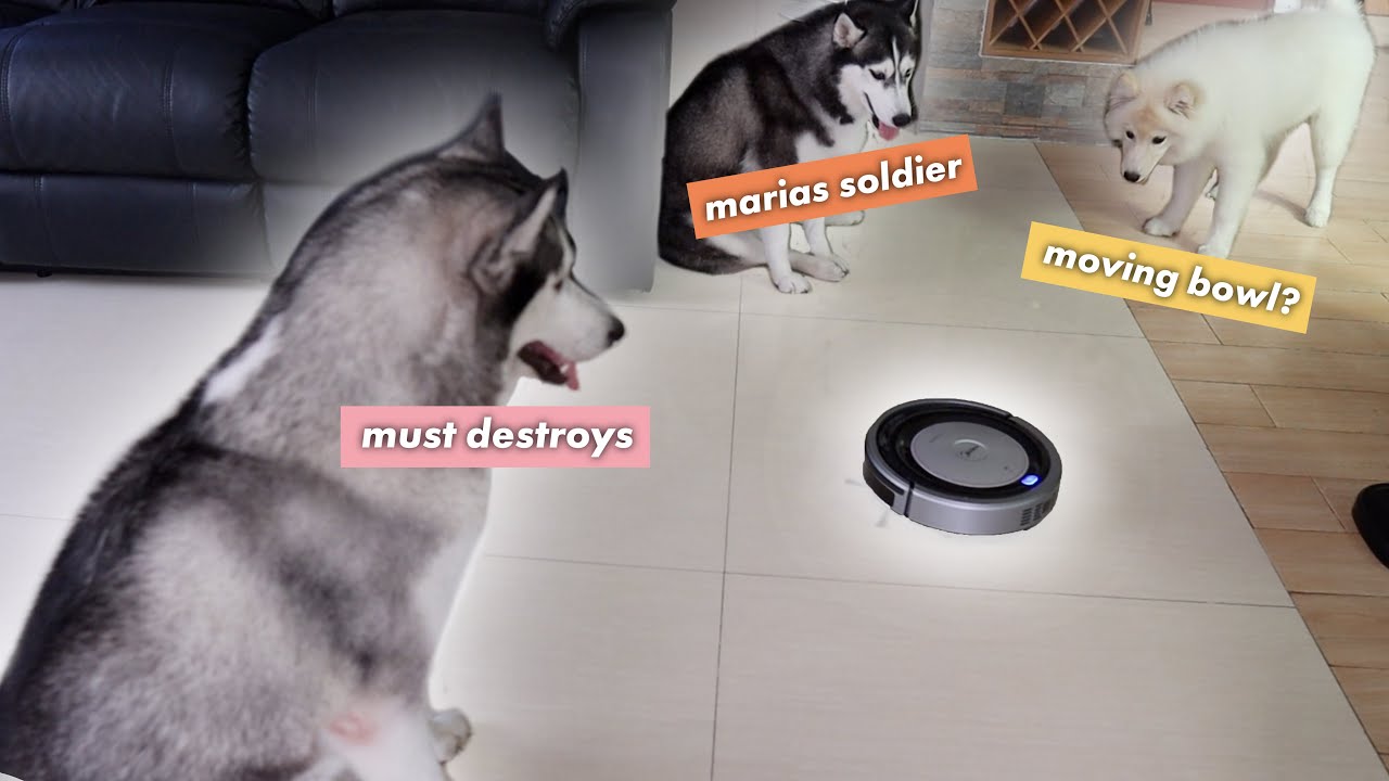 ROBOT VACUUM VS HUSKIES YouTube
