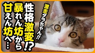 【性格が変わった!?】暴れん坊の子猫が、甘えん坊になりました