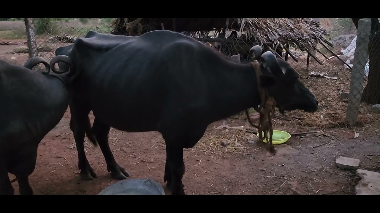 Naughty Buffalo kicking the food bowl! 