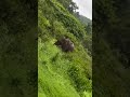 🐘 #wildlife #conservation #nature