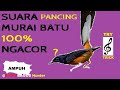 Suara Pikat Murai Batu, Pancingan Ngacor