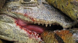 Anaconda vs Caiman Alligator
