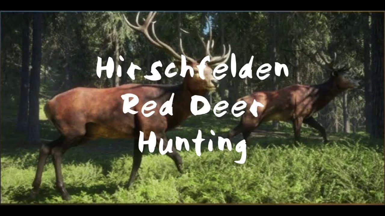 Where To Find Red Deer In Hirschfelden Hirschfelden Red deer hunting | The Hunter | The Hunter: Call of the