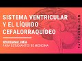 NEUROANATOMÍA: Sistema Ventricular Y Líquido Cefalorraquídeo