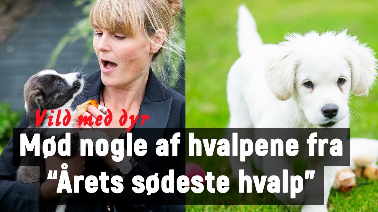 Statistikker Spole tilbage Fugtighed Hundehvalpe: Mød nogle af de sødeste hundehvalpe - YouTube