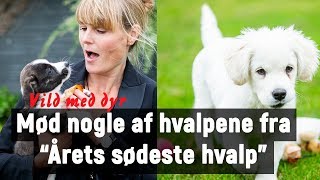 Hundehvalpe: Mød nogle af de sødeste hundehvalpe